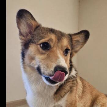 Kiya -  Cardigan Welsh Corgi Dog for Adoption in Baton Rouge, Louisiana - Kiya | PetCurious
