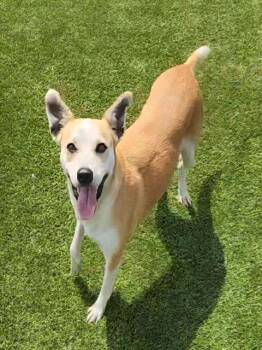 CATE -  Black Mouth Cur Dog for Adoption in Brunswick, Georgia - CATE | PetCurious