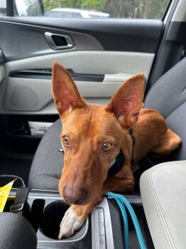 Portuguese Podengo Dogs Available for Adoption in Winter Park, Florida - Rufy | PetCurious