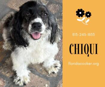 Cocker Spaniel Dogs Available for Adoption - Chiqui | PetCurious