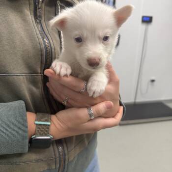 White German Shepherd Dogs Available for Adoption - Lucky | PetCurious