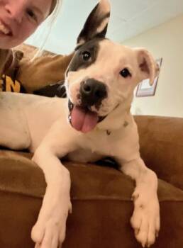 Pit Bull Terrier and Boxer Dogs Available for Adoption in Decatur, Georgia - Harmony | PetCurious