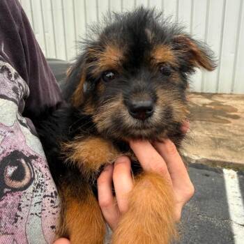 Gingersnap -  Mixed Breed Dog for Adoption in Buffalo, Minnesota - Gingersnap | PetCurious