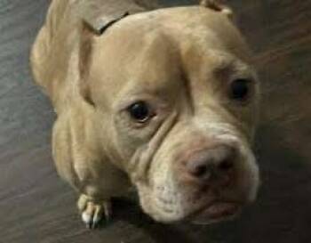 Rescue American Bulldog Dogs for Adoption in Germantown, Ohio - Gertrude | PetCurious