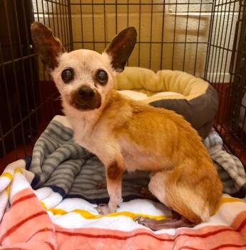 Mr. Tom -  Chihuahua Dog for Adoption in Douglasville, Georgia - Mr. Tom | PetCurious