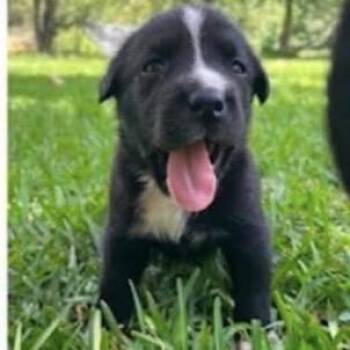 Oreos -  Labrador Retriever and Mixed Breed Dog for Adoption in Buffalo, Minnesota - Oreos | PetCurious