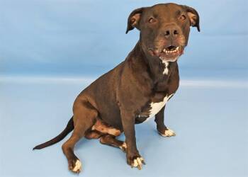 ODIN -  Pit Bull Terrier and Mixed Breed Dog for Adoption in Colorado Springs, Colorado - ODIN | PetCurious