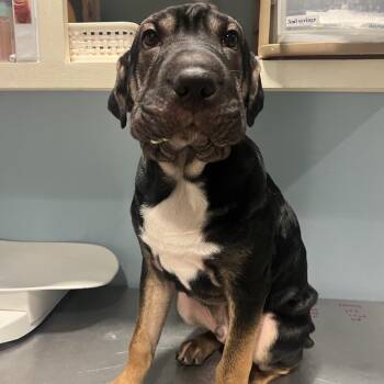 Sammich -  Mixed Breed Dog for Adoption in Chattanooga, Tennessee - Sammich | PetCurious