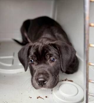 Mastiff and Pit Bull Terrier Dogs Available for Adoption - DESSERT | PetCurious