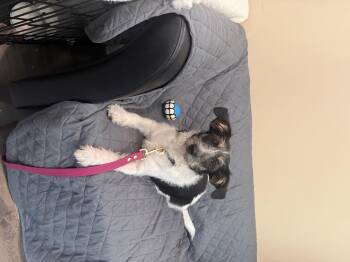 Bailey -  Jack Russell Terrier Dog for Adoption in Douglas, Massachusetts - Bailey | PetCurious