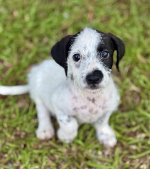 Skeeter -  Miniature Dachshund and Jack Russell Terrier Dog for Adoption in Lucedale, Mississippi - Skeeter | PetCurious