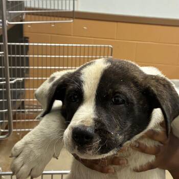Terrier Dogs Available for Adoption in Montgomery, Alabama - Jake | PetCurious