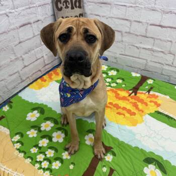 Mastiff and Mixed Breed Dogs Available for Adoption - Beauty | PetCurious