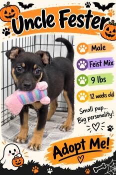 Uncle Fester -  Mixed Breed Dog for Adoption in Rock Hill, New York - Uncle Fester | PetCurious