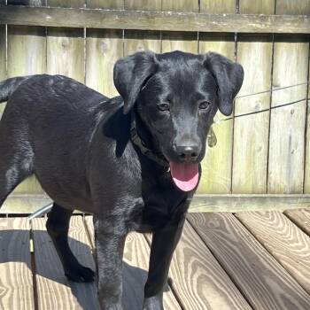 Retriever and Mixed Breed Dogs Available for Adoption - Landman | PetCurious