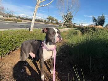 Pit Bull Terrier Dogs Available for Adoption - Mama Jingle | PetCurious