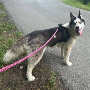 Jayda Wayda -  Husky Dog for Adoption in Aldie, Virginia - Jayda Wayda | PetCurious