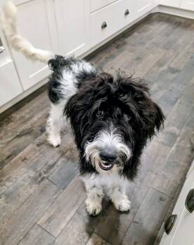 Aisey -  Standard Poodle and Sheep Dog Dog for Adoption in Salt Lake City, Utah - Aisey | PetCurious
