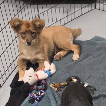 Nika -  Mixed Breed Dog for Adoption in Bismarck, North Dakota - Nika | PetCurious