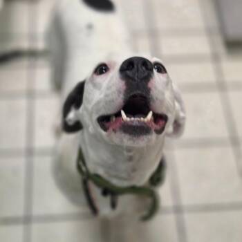 Queso AKA Quadratic Equation -  Mixed Breed Dog for Adoption in Charleston, West Virginia - Queso AKA Quadratic Equation | PetCurious