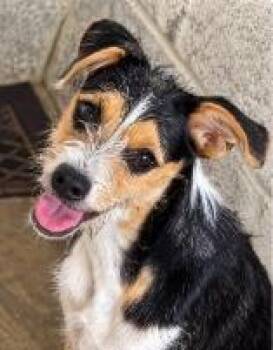 Trina -  Wirehaired Terrier Dog for Adoption - Trina | PetCurious