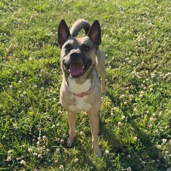 Moli -  Terrier Dog for Adoption in Maryville, Tennessee - Moli | PetCurious