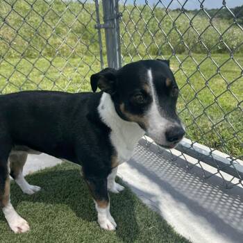 Tuffy -  Dachshund and Jack Russell Terrier Dog for Adoption in Liberty, Missouri - Tuffy | PetCurious