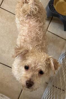 Teddy -  Pomsky and Bichon Frise Dog for Adoption in Carver, Massachusetts - Teddy | PetCurious