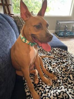 Quaneece -  Mixed Breed Dog for Adoption in Cincinnati, Ohio - Quaneece | PetCurious
