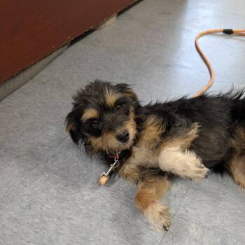 Found Dog -  Wirehaired Terrier Dog for Adoption in Buffalo, Wyoming - Found Dog | PetCurious