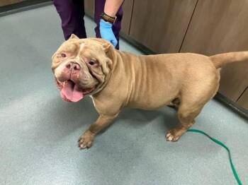 BULLHORN -  Pit Bull Terrier and Mixed Breed Dog Available for Adoption in Baytown, Texas - BULLHORN | PetCurious