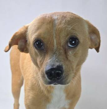 Ficus -  Terrier Dog for Adoption in Newport, Tennessee - Ficus | PetCurious