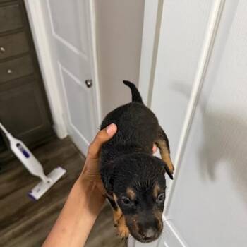 Siberian Husky and Mixed Breed Dogs Available for Adoption in Clearwater, Florida - Bailey | PetCurious