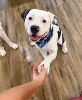 Bacon Bits Bonafide Cutie -  Pit Bull Terrier and American Staffordshire Terrier Dog for Adoption in Friendswood, Texas - Bacon Bits Bonafide Cutie | PetCurious