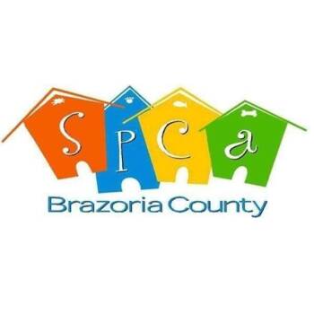 Cattle Dog and Mixed Breed Dogs Available for Adoption - Danny | PetCurious