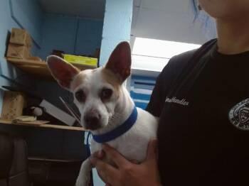 Chihuahua Dogs Available for Adoption in Albuquerque, New Mexico - MACCHIATO | PetCurious