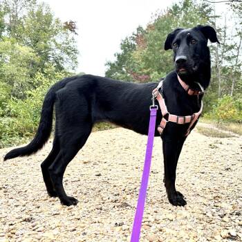 Rescue Shepherd and Labrador Retriever Dogs for Adoption in South Riding, Virginia - Argo | PetCurious
