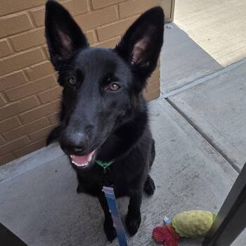 German Shepherd Dog Dogs Available for Adoption - Nova | PetCurious
