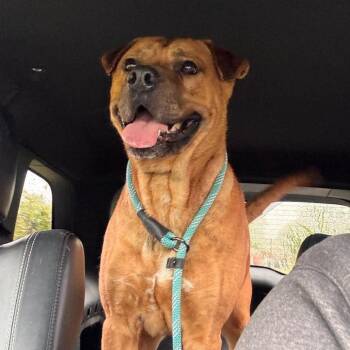 Pit Bull Terrier and Shar Pei Dogs Available for Adoption in Marion, Virginia - Jarek | PetCurious