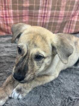 Husky and Presa Canario Dogs Available for Adoption in Phoenix, Arizona - Clavo | PetCurious