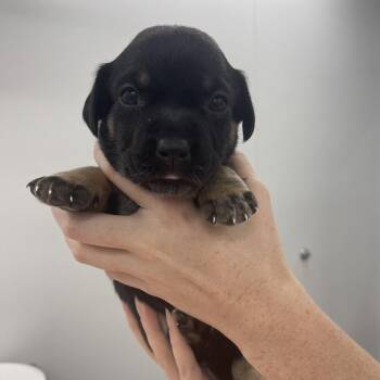 Laura -  Mixed Breed Dog for Adoption in Winston-salem, North Carolina - Laura | PetCurious