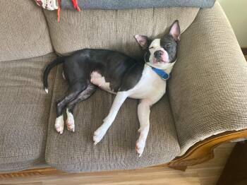 Rescue Mixed Breed Dogs for Adoption in Vassalboro, Maine - Nala | PetCurious