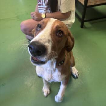 Cooper -  Hound and Mixed Breed Dog for Adoption in South Haven, Michigan - Cooper | PetCurious