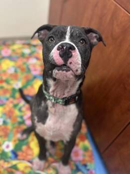 Dodger -  Mixed Breed Dog for Adoption in Hamilton, Ohio - Dodger | PetCurious