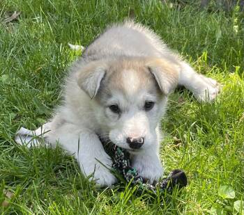 German Shepherd Dog and Husky Dogs Available for Adoption in Toronto, Ontario - Stella | PetCurious