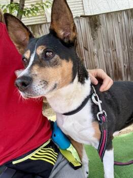 Starfish -  Shepherd and Mixed Breed Dog for Adoption - Starfish | PetCurious