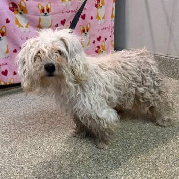 IVHS-Stray-142005 -  Maltese Dog for Adoption in San Gabriel, California - IVHS-Stray-142005 | PetCurious