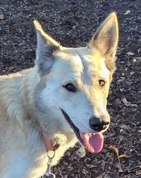 Rescue Siberian Husky Dogs for Adoption in Salem, Oregon - Jabari | PetCurious