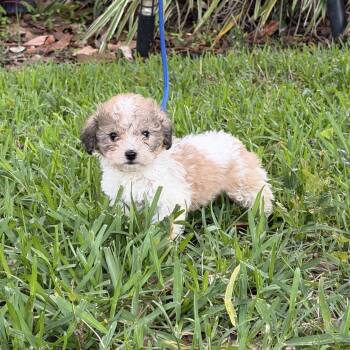 Shih Tzu and Spaniel Dogs Available for Adoption in Alafaya, Florida - Darrah | PetCurious