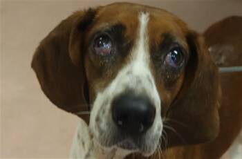 HANK -  Mixed Breed Dog for Adoption in Columbia, South Carolina - HANK | PetCurious